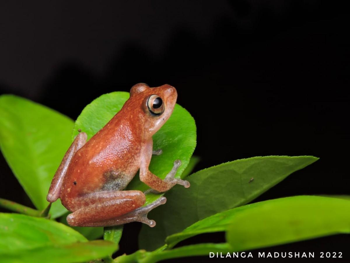 Pseudophilautus auratus Manamendra-Arachchi & Pethiyagoda, 2005